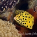 boxfish_yellow_rr_sur_h_0779_tha2274.jpg